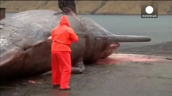 ویدئو / لحظه هولناک منفجر شدن یک نهنگ غول پیکر 