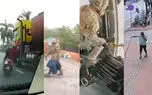 ببینید / از سقوط 3 مرد در چاله پیاده رو تا شکار مار ! + 10 فیلم حادثه ای