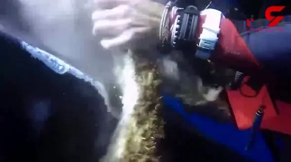 فیلم دلهره آور از غواص و کوسه