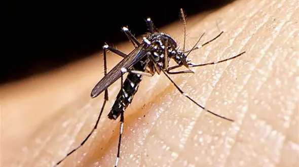 شناسایی صدها مورد مبتلا به تب دنگی/ پشه آئدس در 11 استان
