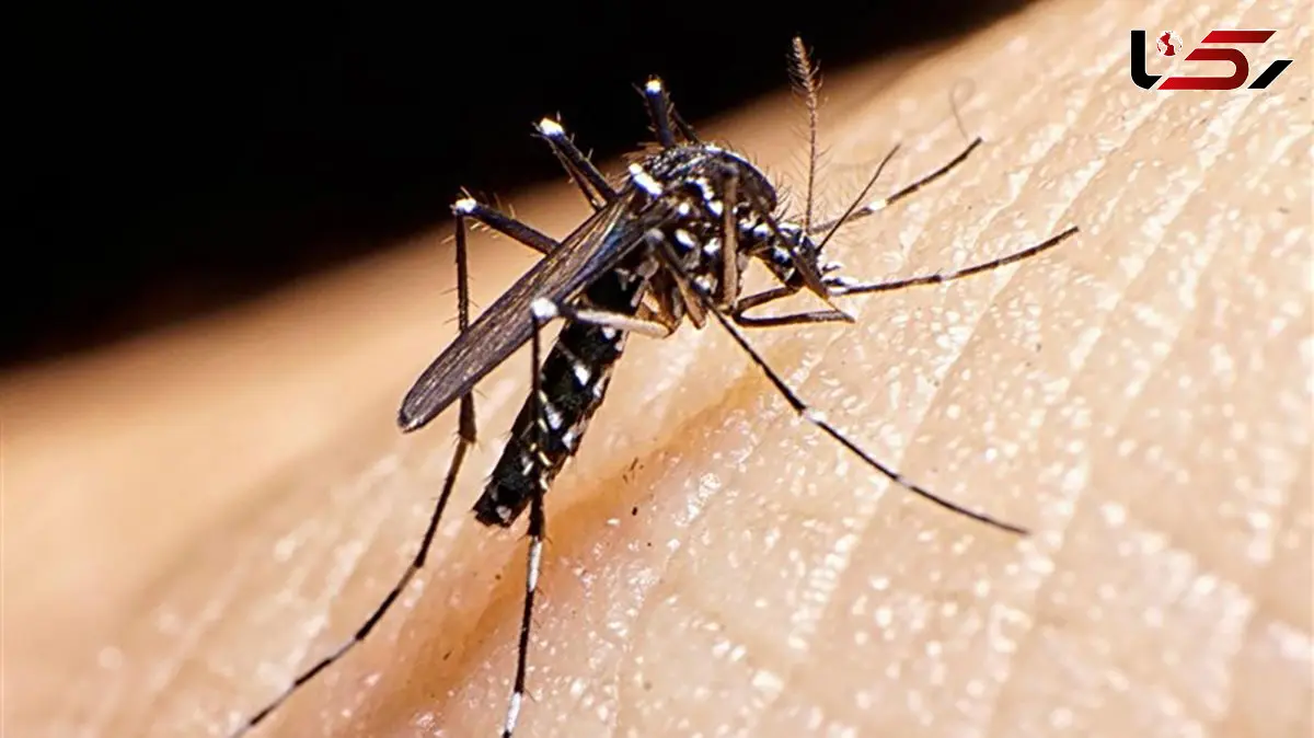 شناسایی صدها مورد مبتلا به تب دنگی/ پشه آئدس در 11 استان
