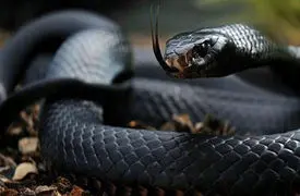 مامبای سیاه / مرگبارترین مار آفریقا + فیلم