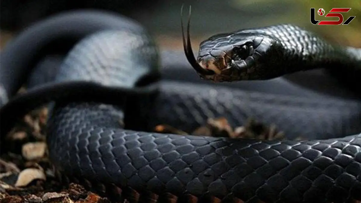 مامبای سیاه / مرگبارترین مار آفریقا + فیلم