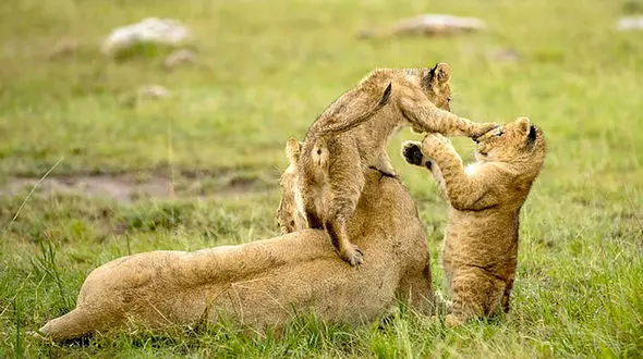 همبازی شدن بچه شیرها + عکس