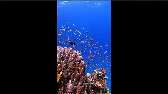 جلوه ماهی های قرمز در اقیانوس / فیلم