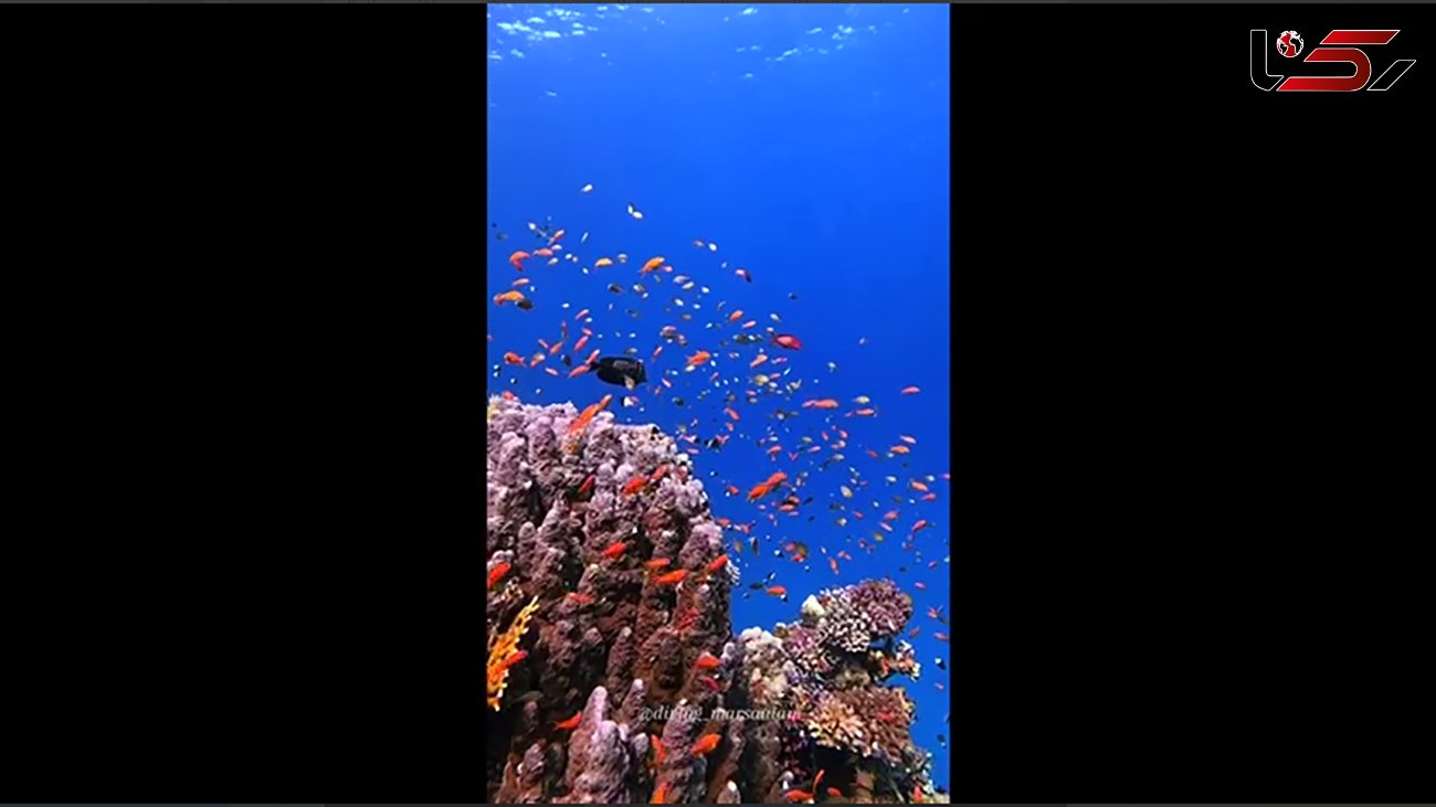 جلوه ماهی های قرمز در اقیانوس / فیلم