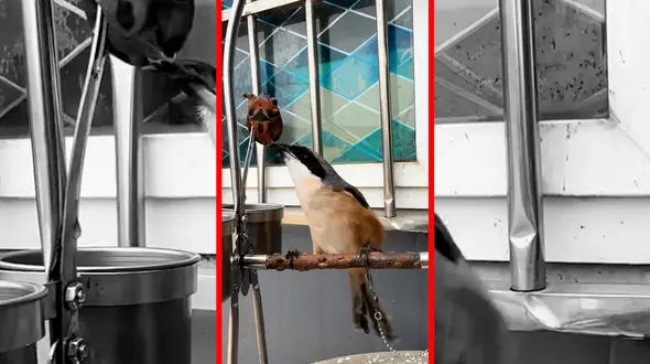 فیلم شکار لاکپشت توسط پرنده چشم تورانی