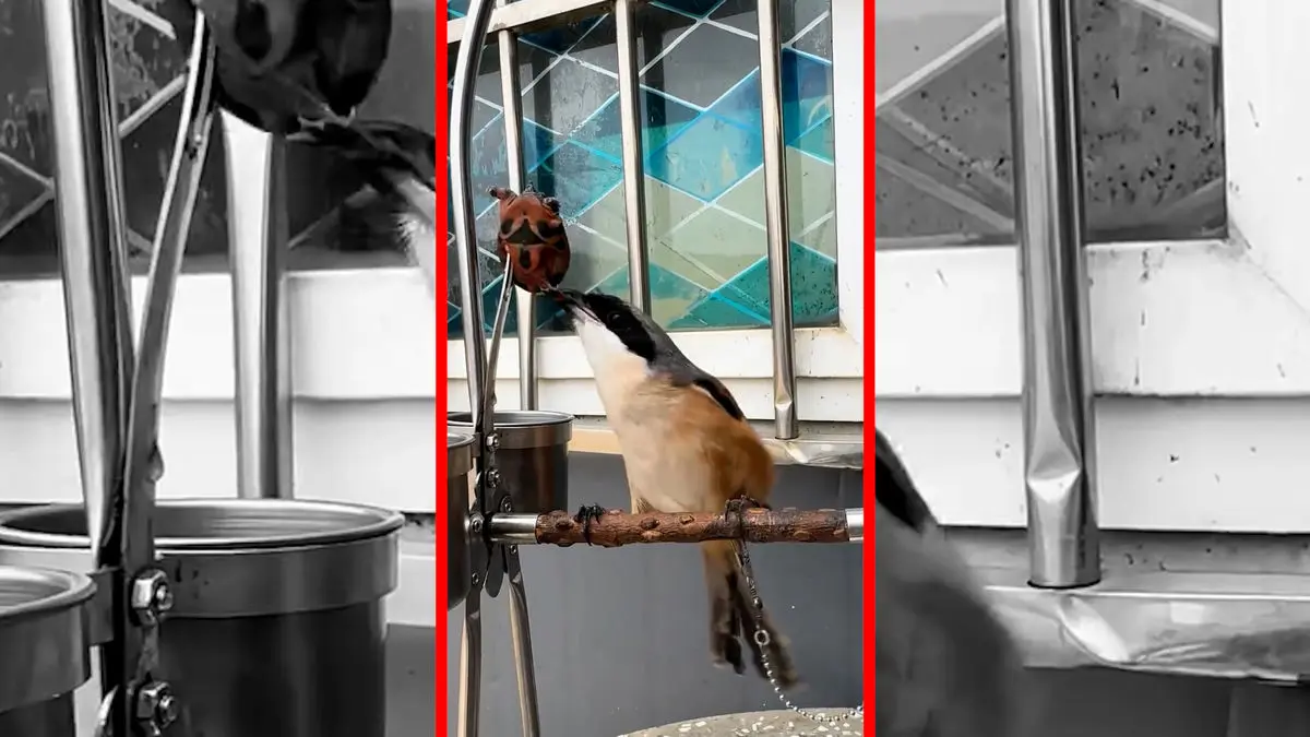 فیلم شکار لاکپشت توسط پرنده چشم تورانی