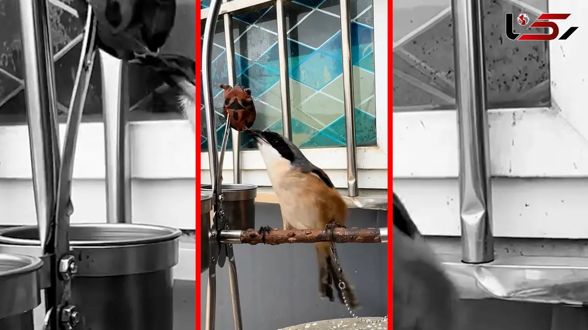 فیلم شکار لاکپشت توسط پرنده چشم تورانی