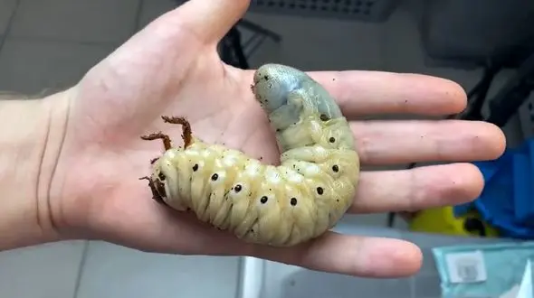 چرخه زندگی سوسک هرکول + فیلم