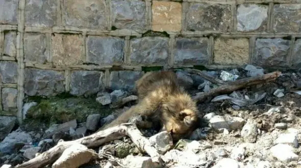 سگ وحشی یک زن و پسر 7 ساله تکه پاره کرد / اهالی جوانرود سگ را کشتند+ عکس