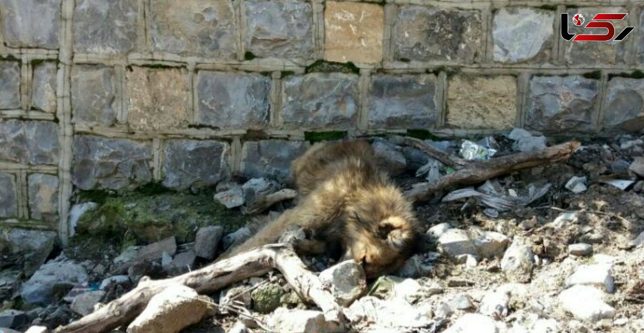 سگ وحشی یک زن و پسر 7 ساله تکه پاره کرد / اهالی جوانرود سگ را کشتند+ عکس