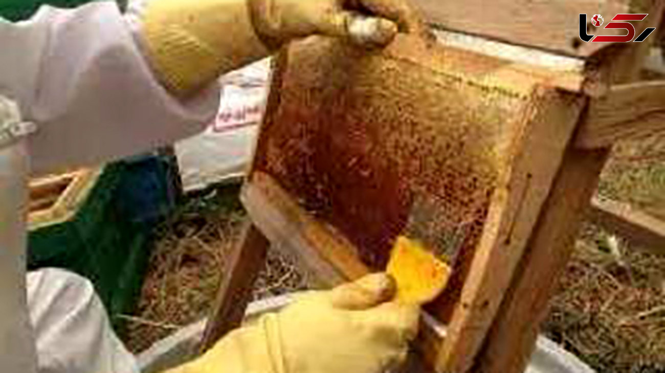 کشف عسل تقلبی در اردبیل