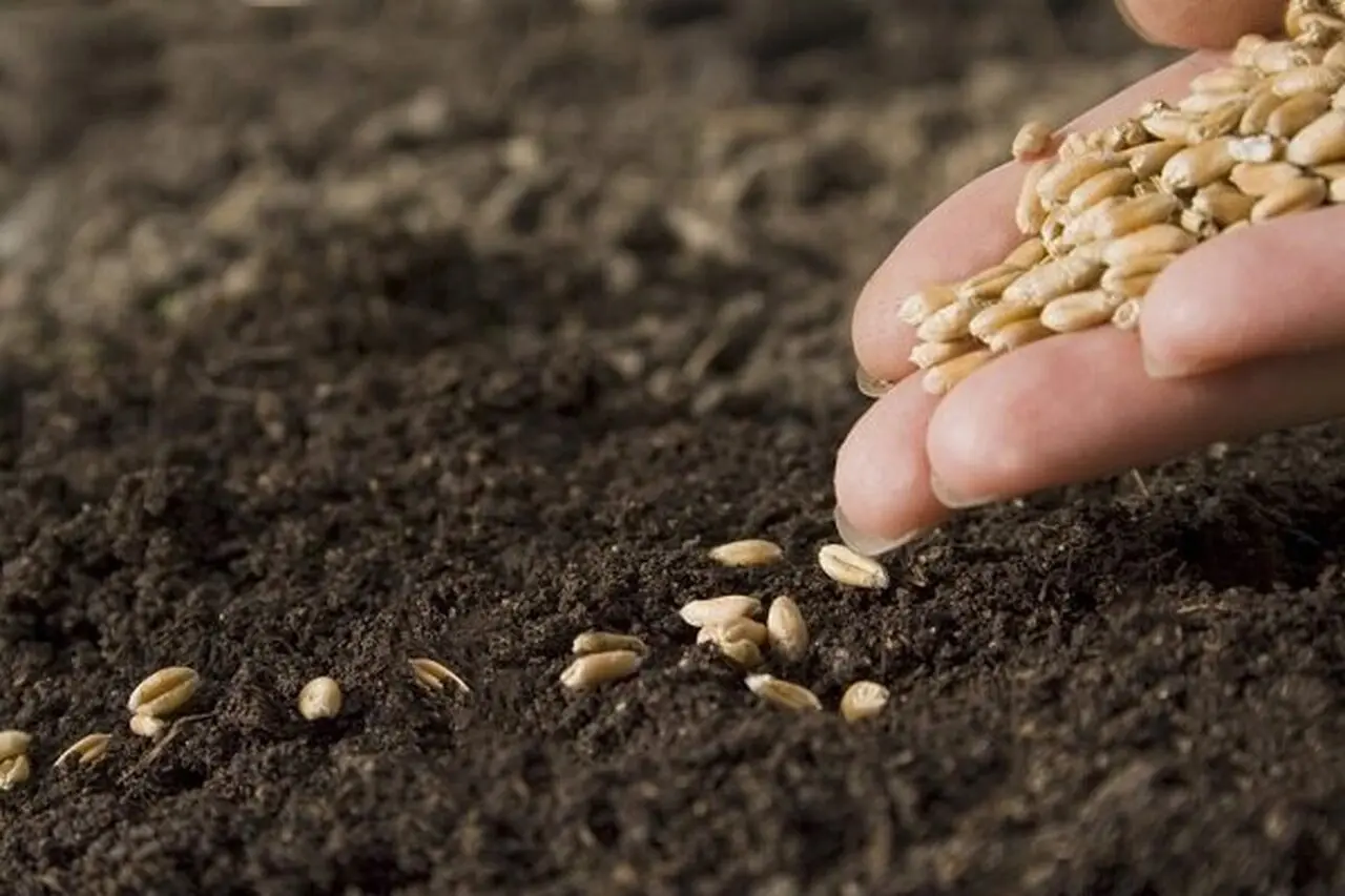 بررسی قیمت خرید تضمینی گندم در کمیسیون تخصصی شورای قیمت گذاری