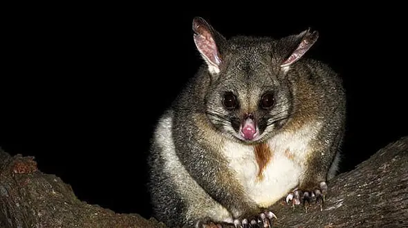 حیوان خانگی عجیب زن استرالیایی! + عکس