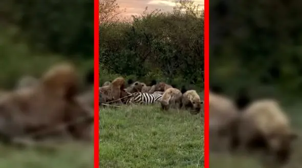 فیلم لاشه خواری کفتارهای گرسنه در حیات وحش