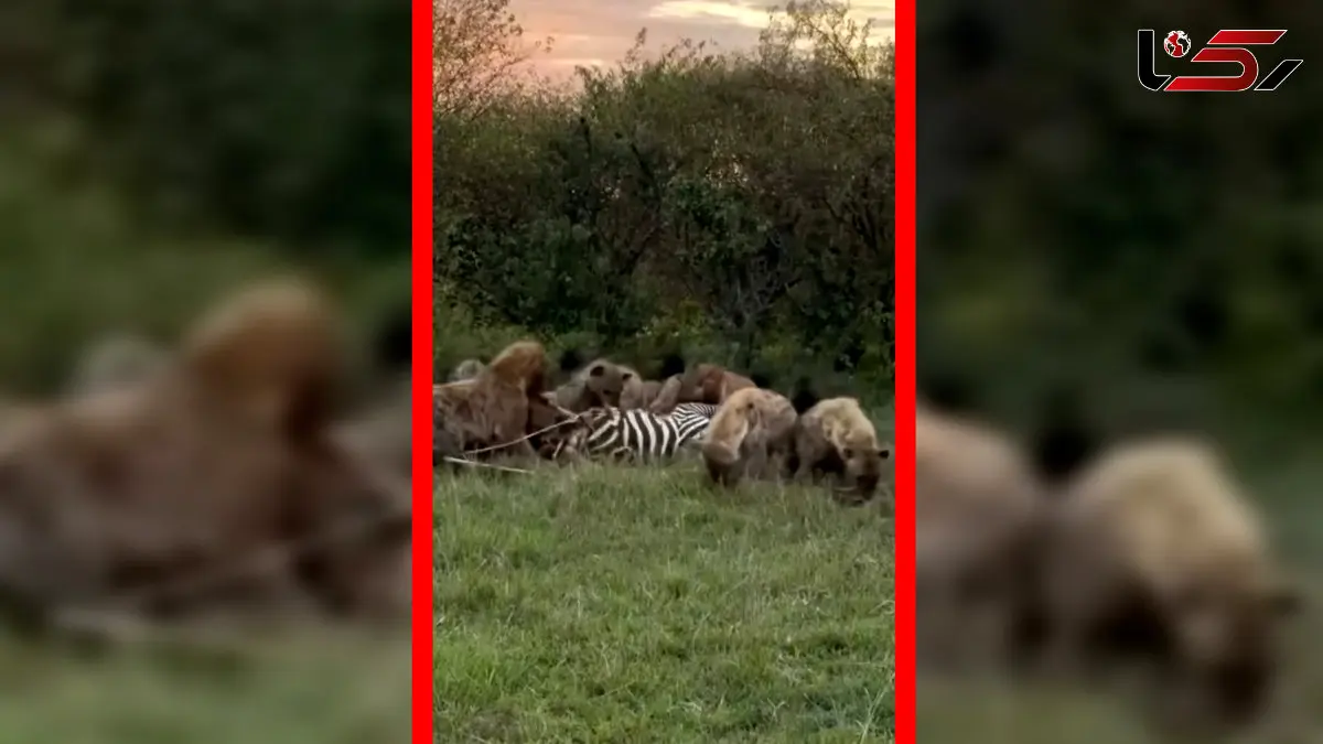 فیلم لاشه خواری کفتارهای گرسنه در حیات وحش