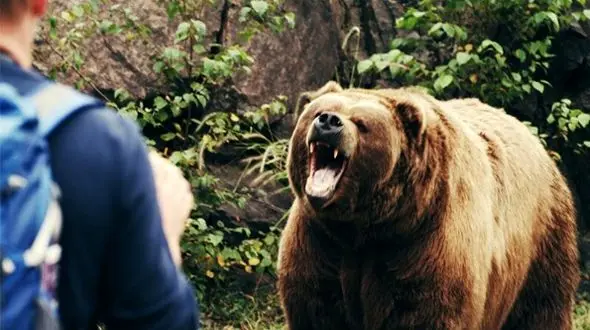 زخمی شدن دامدار مازندران در حمله خرس کجور