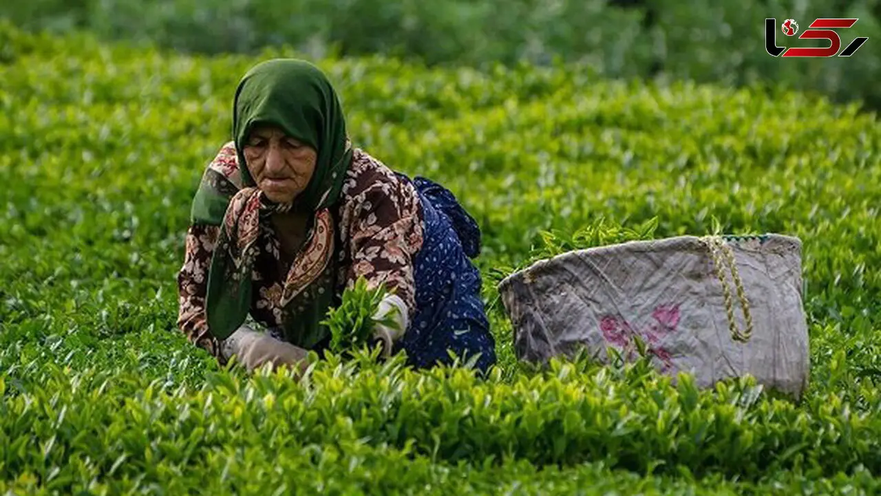 پرداخت 88 درصد مطالبات چایکاران
