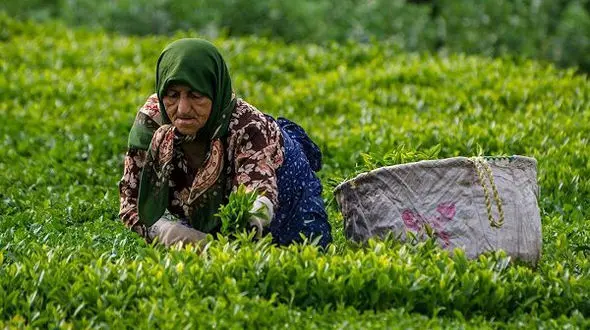 پرداخت 88 درصد مطالبات چایکاران