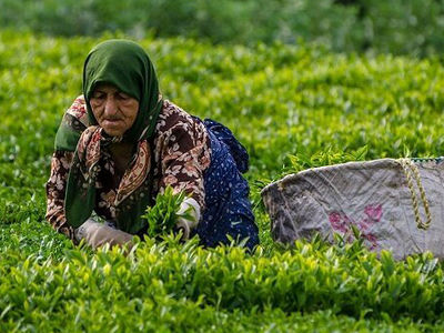 پرداخت 88 درصد مطالبات چایکاران