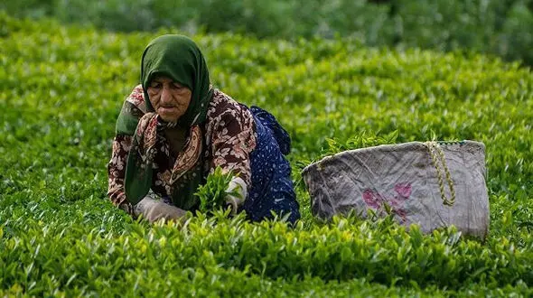 پرداخت 88 درصد مطالبات چایکاران
