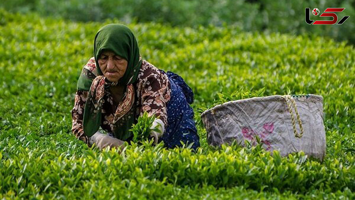 پرداخت 88 درصد مطالبات چایکاران