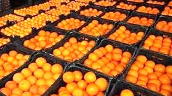 نارنگی پاکستانی و پرتقال مصری  عیدی قاچاق به ایرانی‌ها