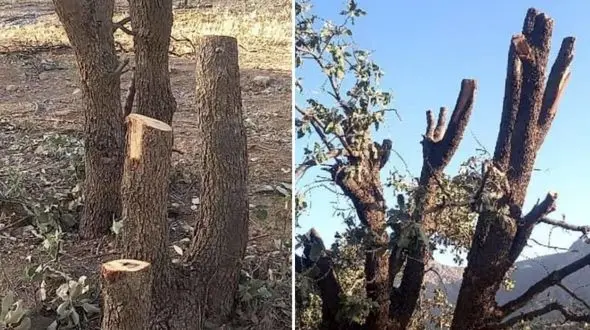 قتل عام بلوط های منطقه آوبنیو خانمیرزا از توابع چهارمحال بختیاری