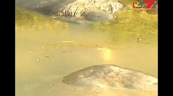  لاک‌ پشت غول پیکر "یانگ‌ تسه‌" در معرض انقراض