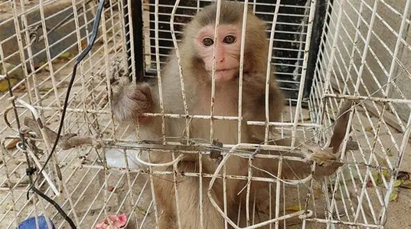 کشف یک میمون زندانی در خانه ای در کرج