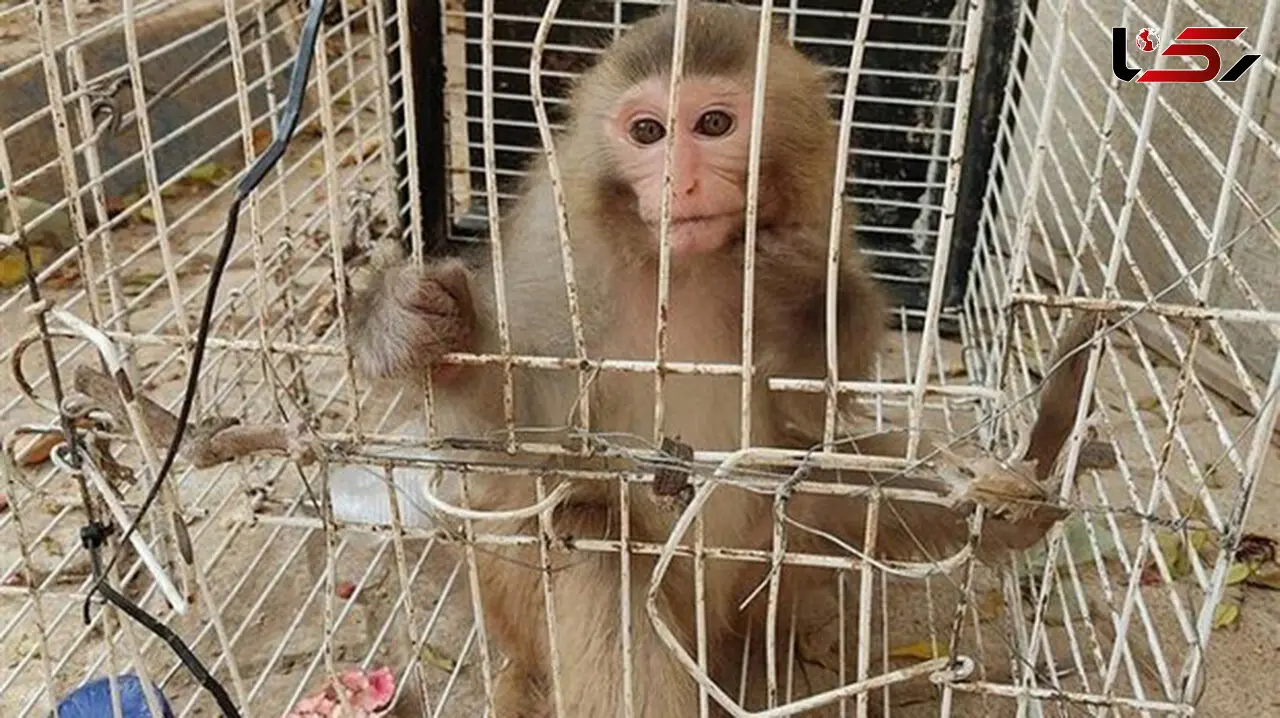 کشف یک میمون زندانی در خانه ای در کرج