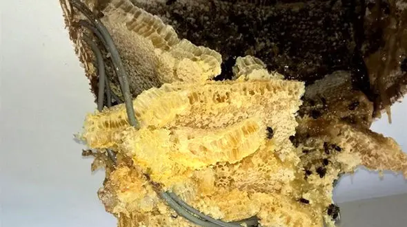  کشف کندوی عظیم عسل در سقف یک خانه+عکس 