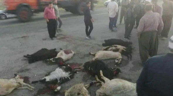 برخورد مرگبار پژو 405 با گله احشام در کاشمر