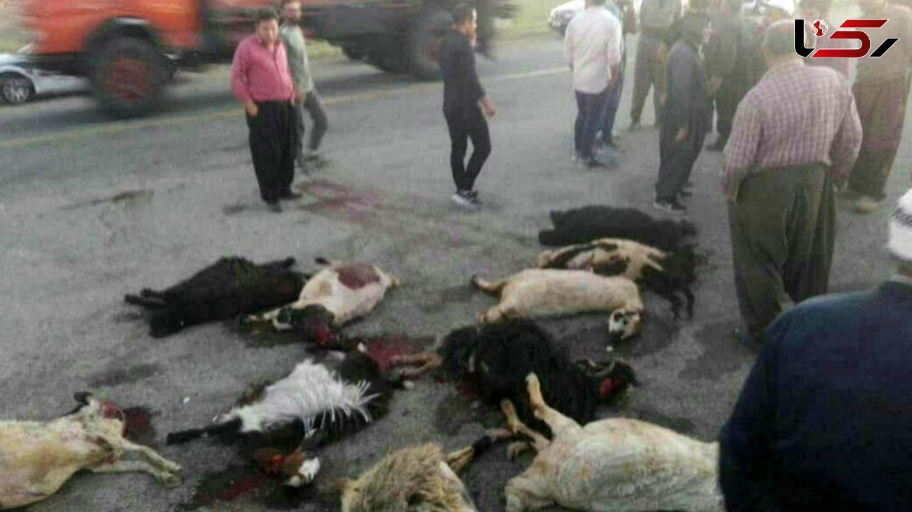 تلف شدن گوسفندان در پی بی احتیاطی راننده کامیون / در دیواندره رخ داد