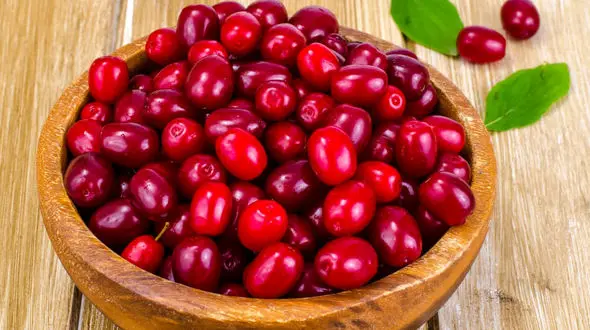 زغال‌ اخته، امیدوارکننده‌ ترین میوه برای پیشگیری از آلزایمر