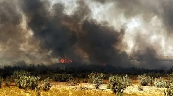 35 هکتار از جنگل نخاب خوسف طعمه حریق شد / آتش کامل مهار شد