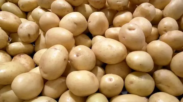 سیب زمینی 36 هزار تومانی عرضه می شود