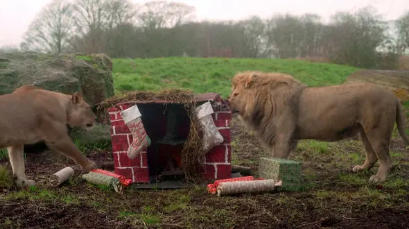 فیلم واکنش جالب حیوانات به کادوهای کریسمسی