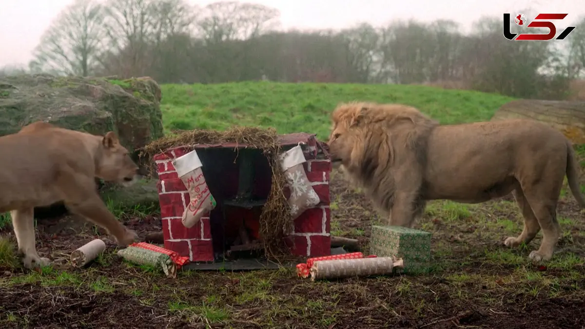 فیلم واکنش جالب حیوانات به کادوهای کریسمسی