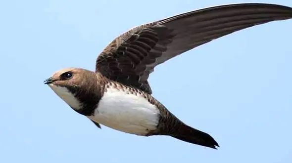 پرنده «ابابیل» را تابه‌حال دیده‌اید؟ +عکس
