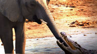 فیلم جدال فیل با تمساح گرسنه ! / جذاب و هیجانی !