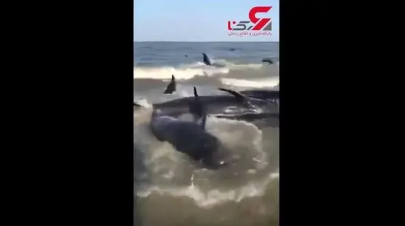 خودکشی دست جمعی 50 نهنگ + فیلم