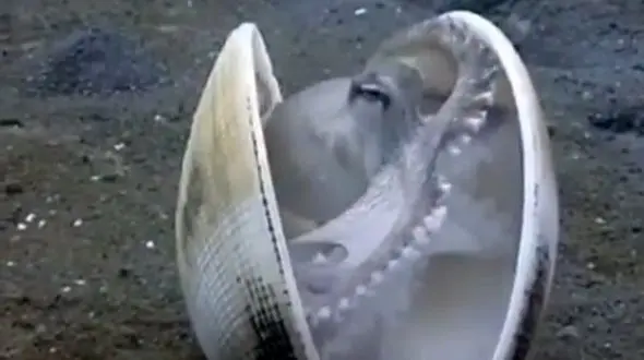 استفاده اختاپوس از صدف برای استتار 