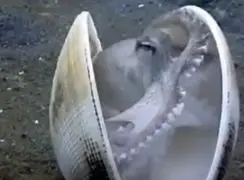 استفاده اختاپوس از صدف برای استتار 