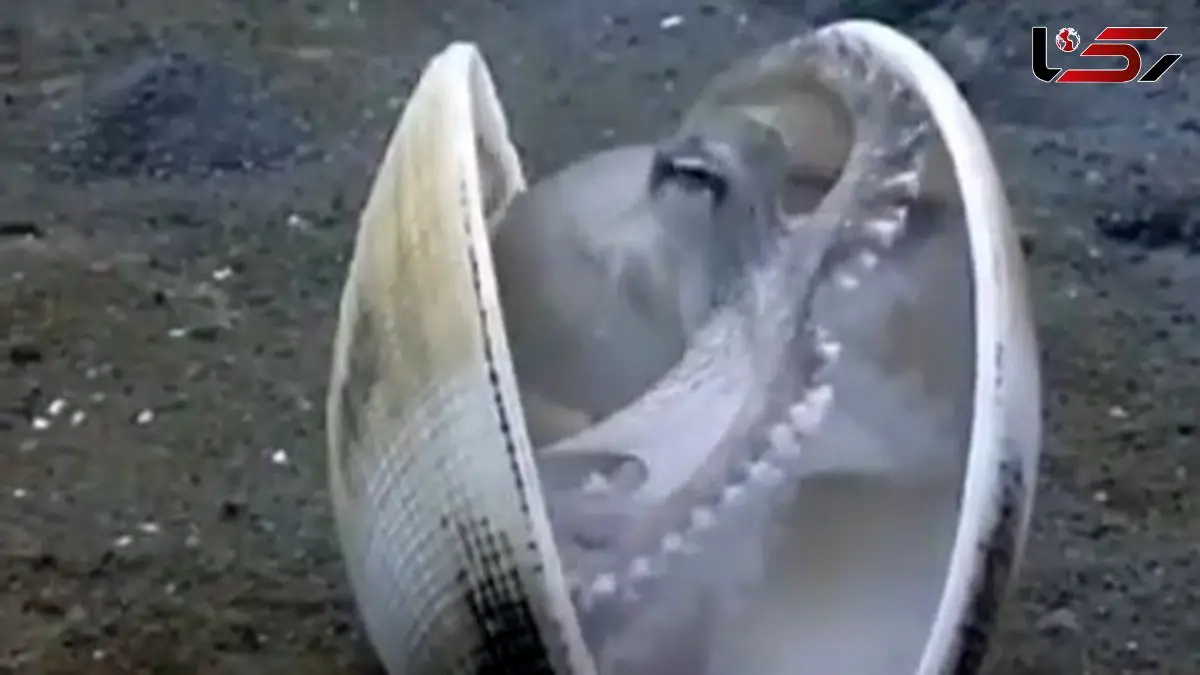 استفاده اختاپوس از صدف برای استتار 