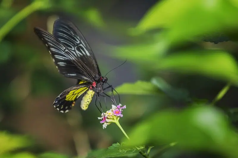 پروانه2