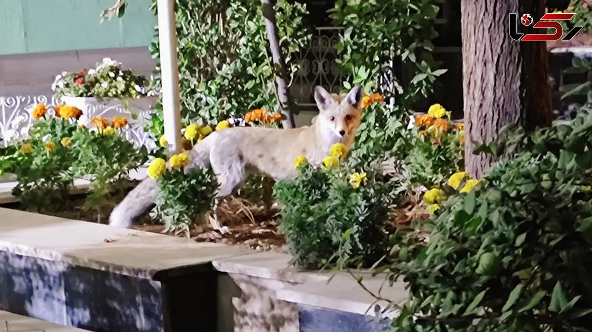 راز حضور شبانه روباه ها در تهران فاش شد + جزئیات