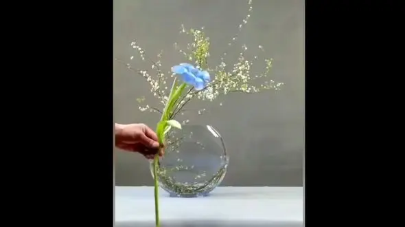 دیزاین تنگ ماهی هفت سین / فیلم