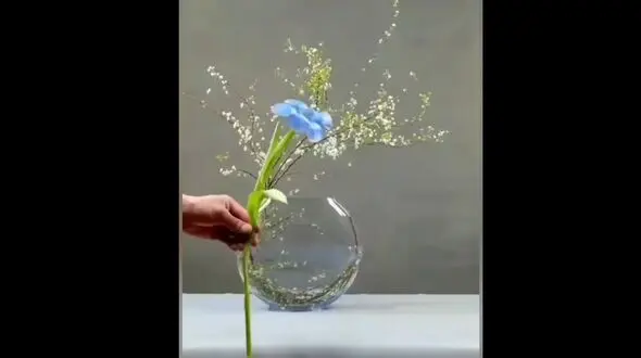 دیزاین تنگ ماهی هفت سین / فیلم